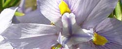 Care of the bulbous plant Moraea polystachya or Cape blue tulip.