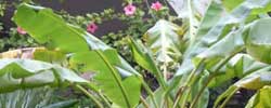 Cuidados de la planta rizomatosa Musa, Bananero o Platanera.