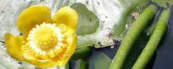 Care of the aquatic plant Nuphar lutea or Yellow water-lily.