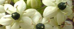 Care of the plant Ornithogalum arabicum or Arabian star flower.