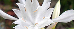 Care of the plant Pancratium maritimum or Sea daffodil.