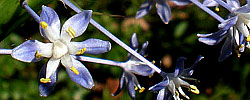 Cuidados de la planta bulbosa Scilla natalensis o Jacinto azul.