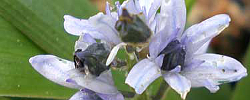 Care of the bulbous plant Scilla obtusifolia or Prospero obtusifolium.