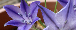 Care of the plant Triteleia laxa or Triplet lily.