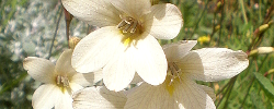 Cuidados de la planta bulbosa Tritonia gladiolaris o Gladiolus lineatus.