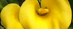 Care of the plant Zantedeschia elliottiana or Golden calla lily.
