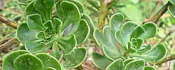 Care of the plant Aeonium spathulatum or Spoon-leaved aeonium.