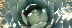 Care of the succulent plant Agave parrasana or Cabbage head agave.