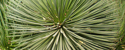 Care of the succulent plant Agave stricta or Hedgehog agave.