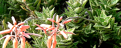 Cuidados de la planta Aloe juvenna o Áloe enano.