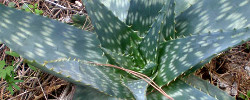 Care of the succulent plant Aloe maculata or Soap aloe.