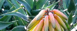 Cuidados de la planta suculenta Aloe tenuior o Áloe seto.