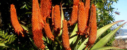 Cuidados de la planta suculenta Aloe traskii o Áloe de costa.