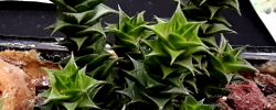 Care of the plant Astroloba foliosa or Aloe foliolosa.