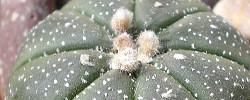 Care of the cactus Astrophytum asterias or Sand Dollar Cactus.