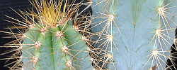 Cuidados del cactus Browningia hertlingiana o Azureocereus hertlingianus.