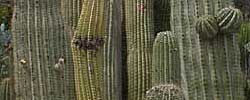 Care of the cactus Carnegiea gigantea or Saguaro.