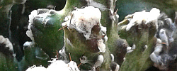 Cuidados del cactus Cereus spegazzinii o Monvillea spegazzinii.
