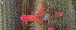 Care of the cactus Cleistocactus hyalacanthus or Silver Torch.