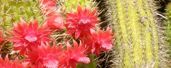 Care of the cactus Cleistocactus samaipatanus or Borzicactus samaipatanus.