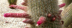 Care of the cactus Cleistocactus strausii or Wooly torch cactus.