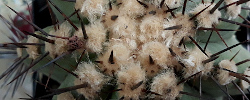 Care of the cactus Copiapoa marginata or Echinocactus marginatus.