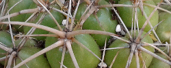 Care of the cactus Coryphantha andreae or Mammillaria pycnacantha.