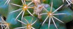 Care of the cactus Coryphantha macromeris or Big Needle Cactus.