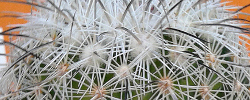 Cuidados del cactus Coryphantha werdermannii o Biznaga partida amacollada.