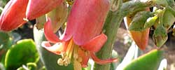 Cuidados de la planta suculenta Cotyledon orbiculata o Cotiledón.