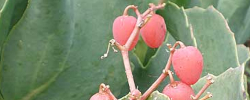 Cuidados de la planta Cyphostemma juttae o Uva de Namibia.
