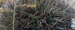 Care of the succulent plant Dyckia fosteriana or Hardy Pineapple.