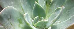 Care of the succulent plant Echeveria glauca or Blue Echeveria.
