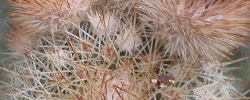 Care of the cactus Echinocereus sciurus or Cereus sciurus.