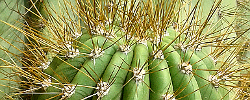 Cuidados del cactus Echinopsis tarijensis o Poco.