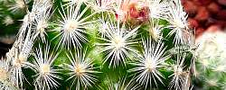 Care of the cactus Escobaria sneedii or Sneed's Pincushion Cactus.