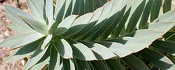 Care of the succulent plant Euphorbia bivonae or Euphorbia fruticosa.