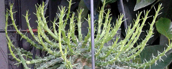 Care of the succulent plant Euphorbia flanaganii or Medusa's Head.