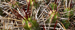 Cuidados de la planta suculenta Euphorbia heptagona o Anthacantha desmetiana.