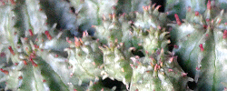 Care of the succulent plant Euphorbia mammillaris or Indian Corn Cob.