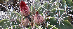Care of the cactus Ferocactus flavovirens or Echinocactus flavovirens.