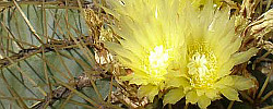 Care of the cactus Ferocactus glaucescens or Blue Barrel Cactus.