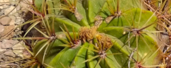 Cuidados de la planta Ferocactus hamatacanthus o Biznaga barril costillona.
