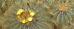 Care of the cactus Ferocactus histrix or Candy Barrel Cactus.
