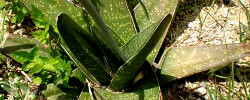 Care of the succulent plant Gasteria excelsa or Thicket ox-tongue.