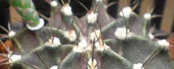 Cuidados de la planta Gymnocalycium, Gimnocalicio o Cactus chin.