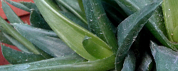 Care of the succulent plant Haworthia angustifolia or Narrow-leaved Haworthia.
