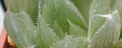 Care of the succulent plant Haworthia cooperi or Cooper's Haworthia.