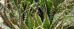 Care of the succulent plant Haworthia herbacea or Aloe herbacea.