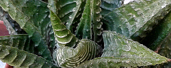 Care of the succulent plant Haworthia limifolia or Fairies Washboard.